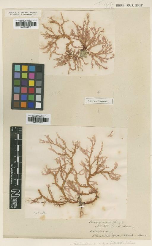 Coeloclonium tasmanicum (Harv.) Womersley - BM001038748