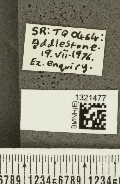 Lilioceris (Lilioceris) lilii (Scopoli, 1763) - BMNHE_1321477_label_11574