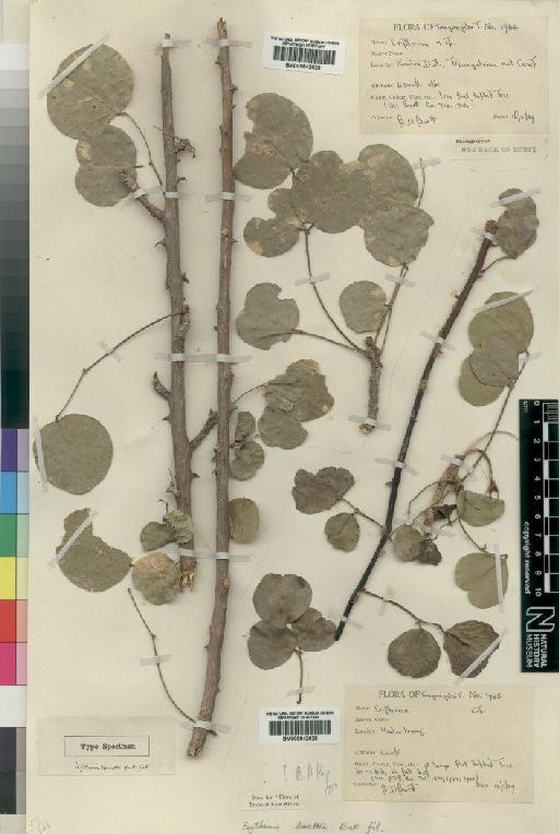 Erythrina burttii Baker f. - BM000842628