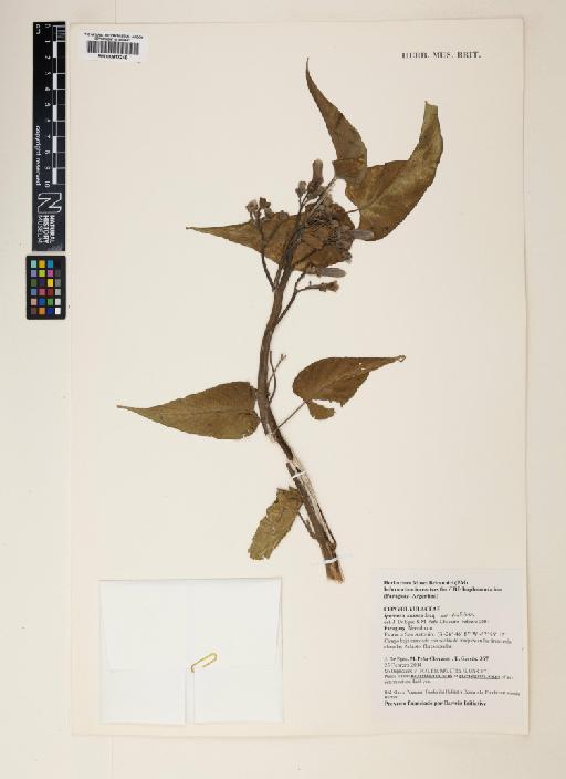 Ipomoea carnea subsp. fistulosa Austin - 000817248