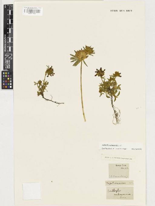 Anthyllis vulneraria L. - BM001128385