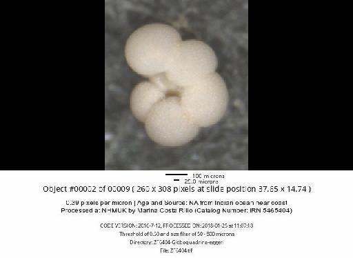 Neogloboquadrina dutertrei (d'Orbigny) - ZF6404-Globoquadrina-eggeri_obj00002_plane000.jpg