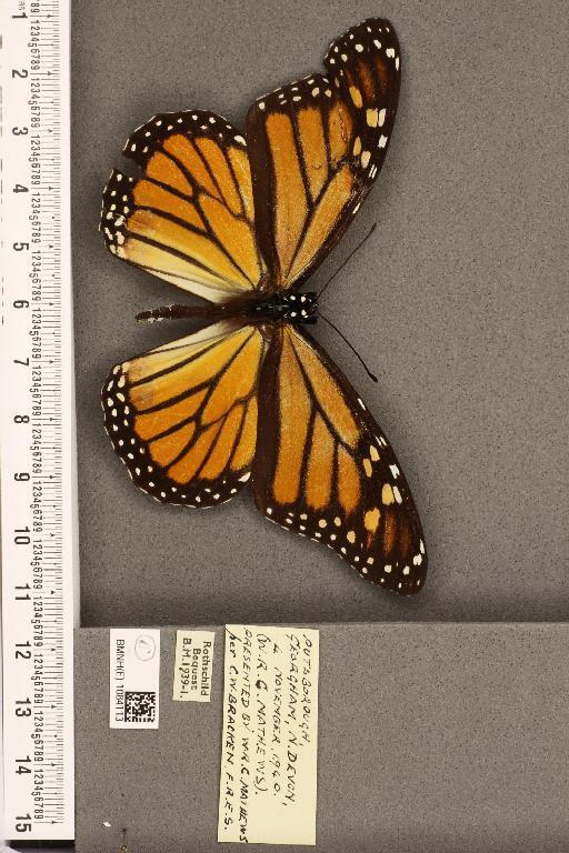 Danaus plexippus (Linnaeus, 1758) - BMNHE_1084113_53272