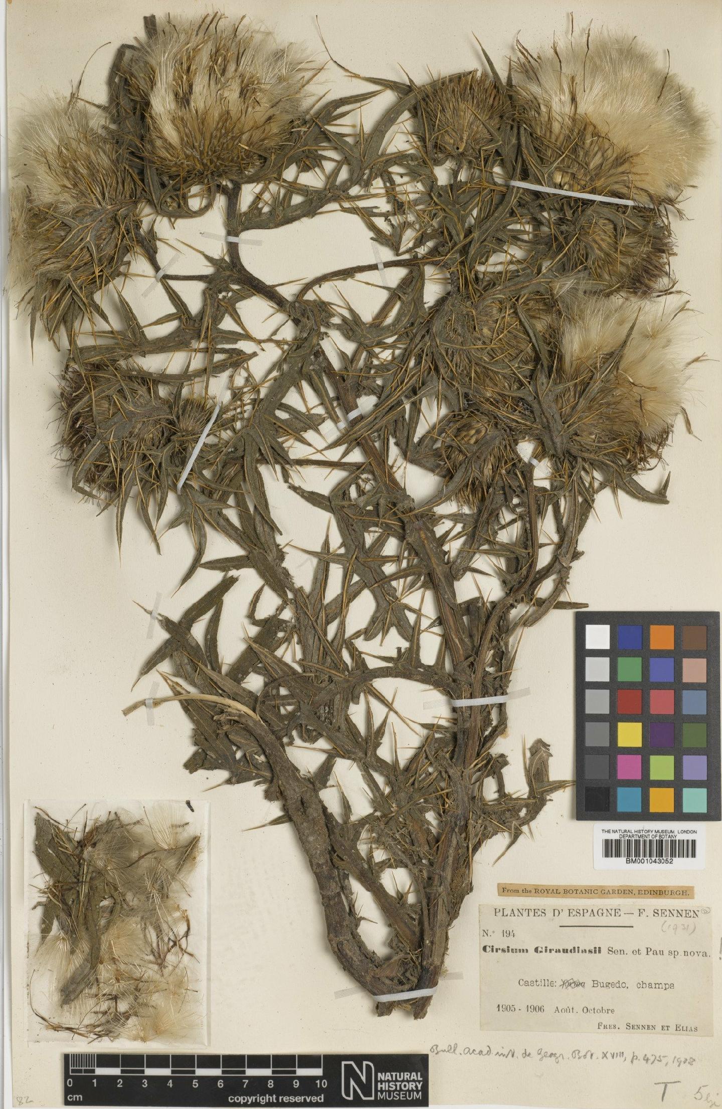 To NHMUK collection (Cirsium giraudiasii Sennen & Pau; Type; NHMUK:ecatalogue:1971944)