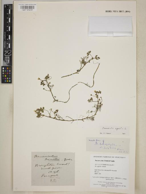 Ranunculus aquatilis L. - BM013414293