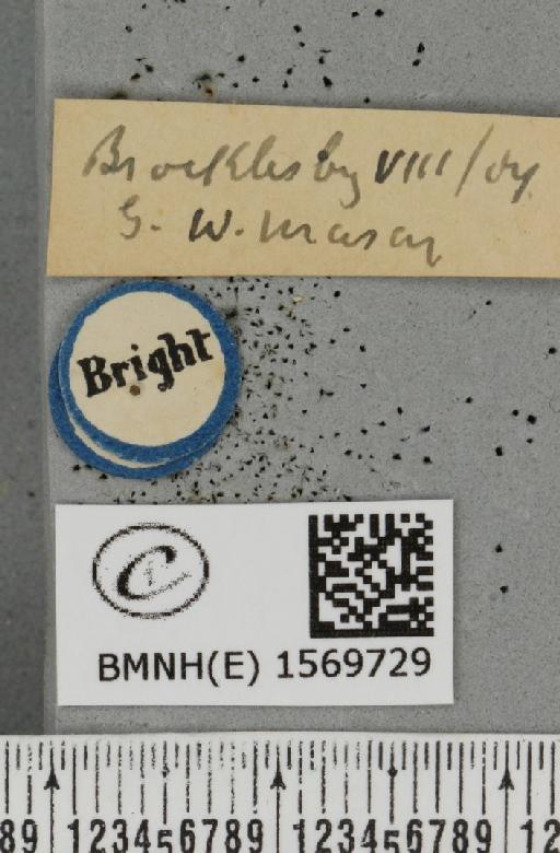 Trichiura crataegi (Linnaeus, 1758) - BMNHE_1569729_label_491630