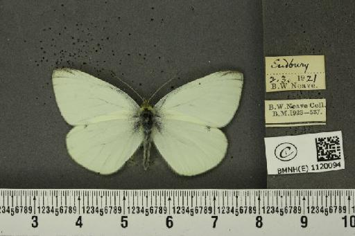 Pieris rapae rapae (Linnaeus, 1758) - BMNHE_1120094_75596