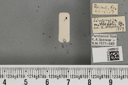 Liriomyza ptarmicae De Meijere, 1925 - BMNHE_1495610_50903