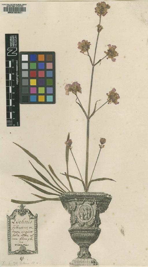 Lychnis viscaria L. - BM000628531