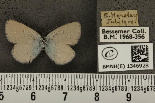 Cupido minimus ab. obsoleta Tutt, 1896 - BMNHE_1346928_150626