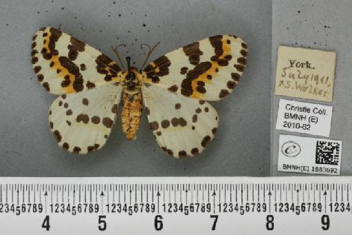 Abraxas grossulariata (Linnaeus, 1758) - BMNHE_1883692_439473