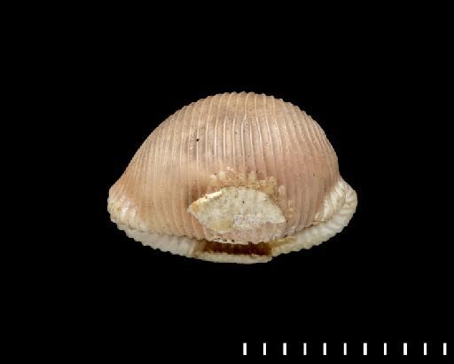 Cypraea multilirata Sowerby II, 1870 - 20210290 (3)