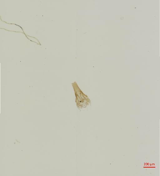 Chapinia fasciati Elbel, 1967 - 010652873__2017_07_19-Scene-1-ScanRegion0