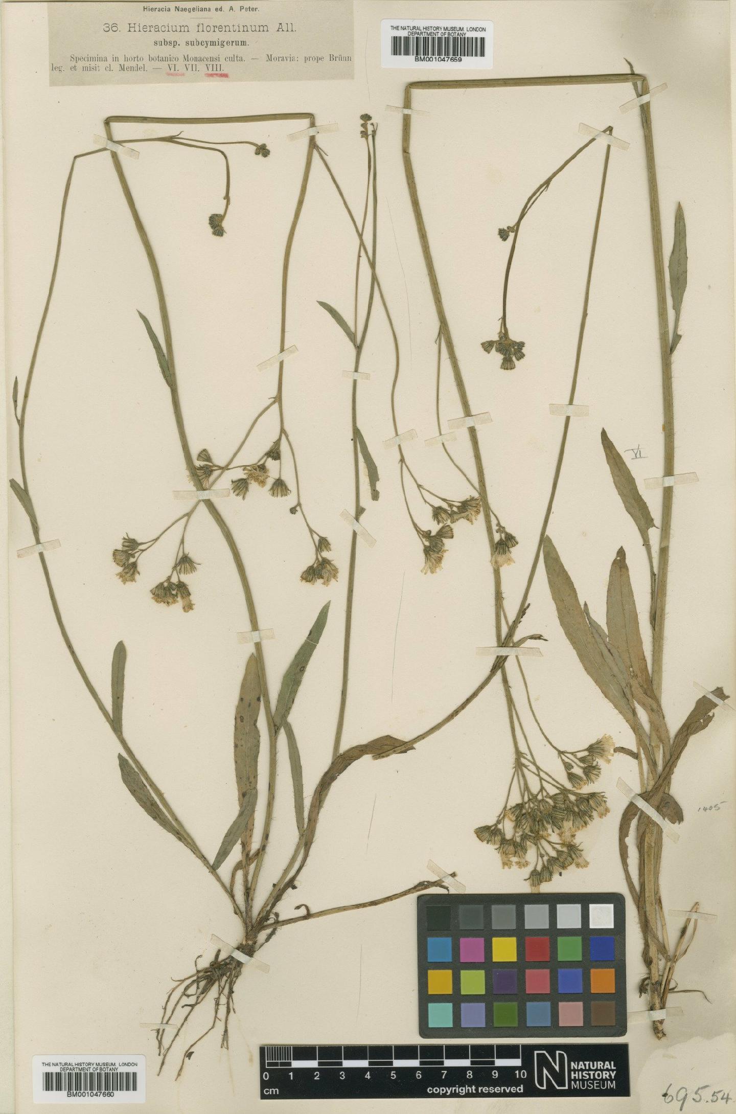 To NHMUK collection (Hieracium florentinum subsp. subcymigerum Nägeli & Peter; Type; NHMUK:ecatalogue:2804176)