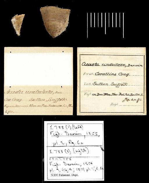Acasta undulata Darwin, 1854 - 788 (2)