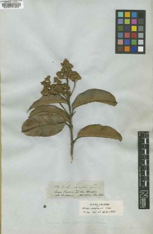 Erisma laurifolium Warm - BM000566720