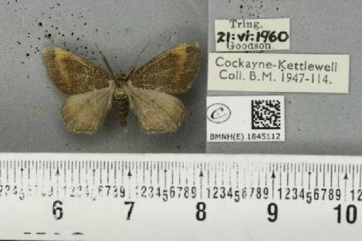 Macaria liturata ab. nigrofulvata Collins, 1905 - BMNHE_1845112_421546