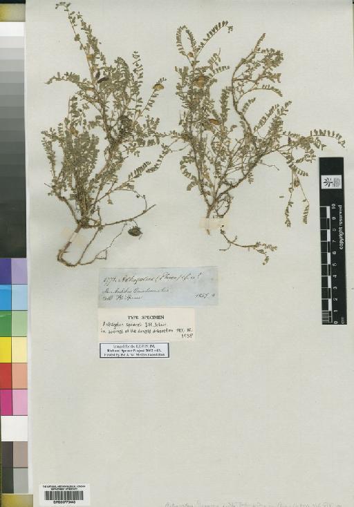 Astragalus L. - Spruce - BM000778446