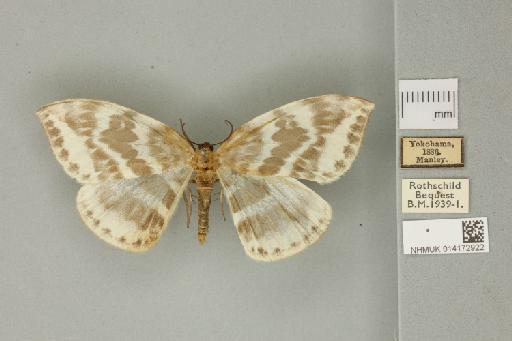 Cyclidia nigralbata Warren, 1914 - 014172922_Cyclidia_nigralbata_dorsal_habitus