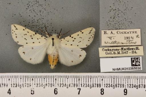 Spilosoma lubricipeda (Linnaeus, 1758) - NHMUK_010385930_507609