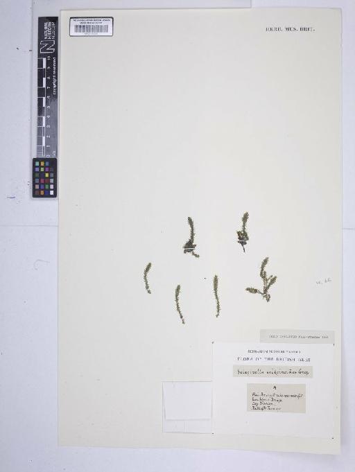 Selaginella selaginoides (L.) P.Beauv. ex Schrank & Mart. - BM001185368