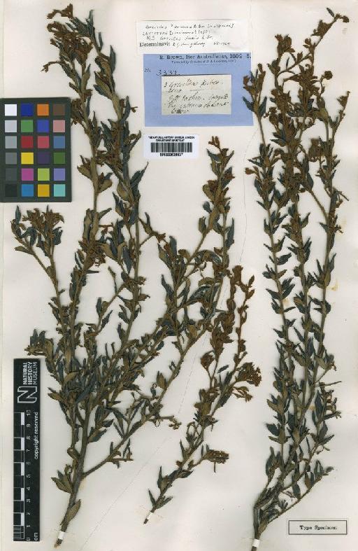 Grevillea speciosa (Knight) McGill. - BM000839537