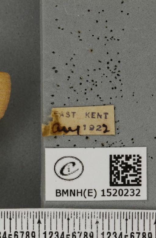 Lasiocampa trifolii flava Chalmers-Hunt, 1962 - BMNHE_1520232_label_192200