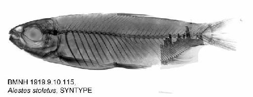 Alestes stolatus Boulenger, 1920 - BMNH 1919.9.10.115, Alestes stolatus, SYNTYPE, Radiograph