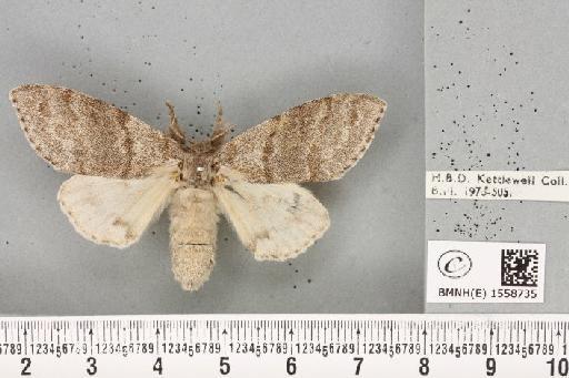 Calliteara pudibunda (Linnaeus, 1758) - BMNHE_1558735_254654