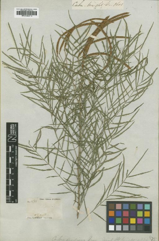 Senna stenophylla (Benth.) H.S.Irwin & Barneby - BM000952115