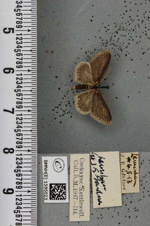 Idaea seriata ab. cubicularia Peyerimhoff, 1862 - BMNHE_1595023_a_262835