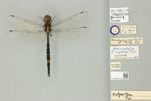 Hemicordulia superba Tillyard, 1911 - 013322950_dorsal