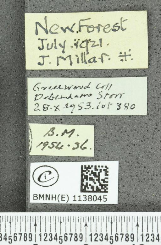 Thecla betulae (Linnaeus, 1758) - BMNHE_1138045_label_95159