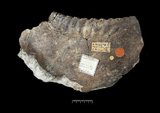 Palaeoloxodon namadicus Falconer & Cautley, 1846 - NHMUK PV M 3099_Photo 01