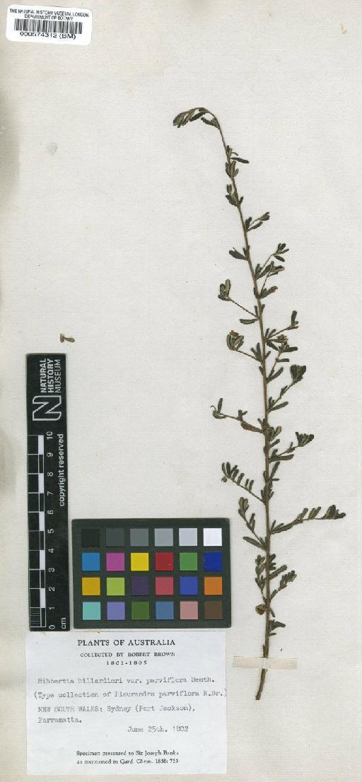 Hibbertia billardierei var. parviflora (R.Br.) Benth. - BM000574312