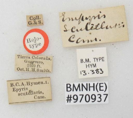 Epyris scutellaris Cameron, P., 1897 - Epyris_scutellaris-BMNH(E)#970937_type-labels