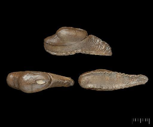 Girasia hookeri subterclass Tectipleura Gray, 1855 - 20230542, HOLOTYPE, Girasia hookeri subterclass Tectipleura Gray, 1855