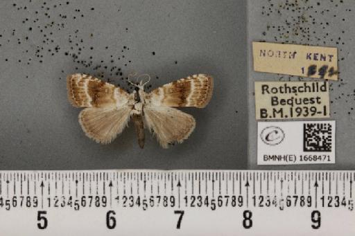 Meganola albula ab. fascialis Spuler, 1906 - BMNHE_1668471_291478