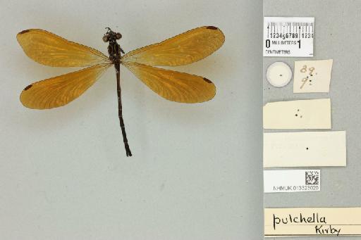 Polythore pulchella Kirby, 1889 - 013323020_dorsal_2