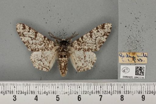 Biston betularia (Linnaeus, 1758) - BMNHE_1840356_413346