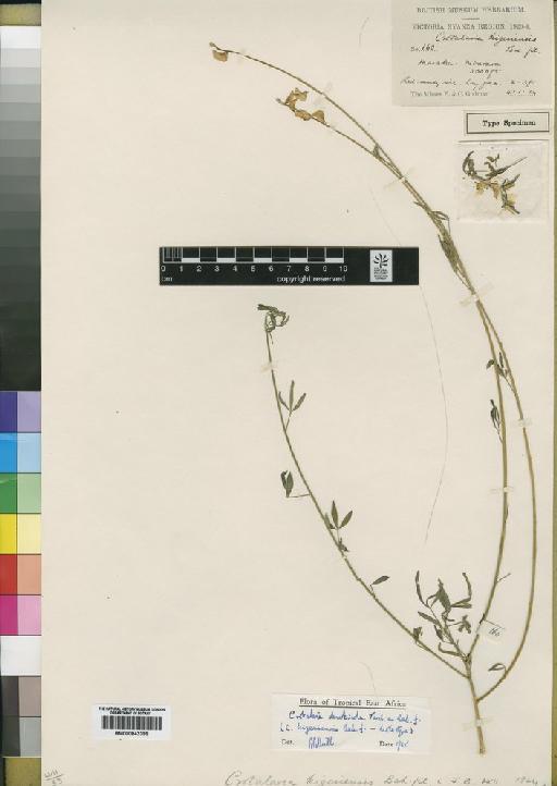 Crotalaria deserticola - BM000843399