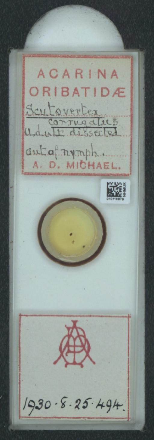 Scutovertex corrugatus A.D. Michael, 1888 - 010118979_128155_548572