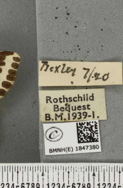 Abraxas grossulariata (Linnaeus, 1758) - BMNHE_1847380_label_414006