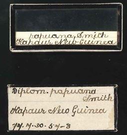 Diplommatina papuana E. A. Smith, 1897 - 1897.7.30.57-58, SYNTYPES, Diplommatina papuana Smith, 1897