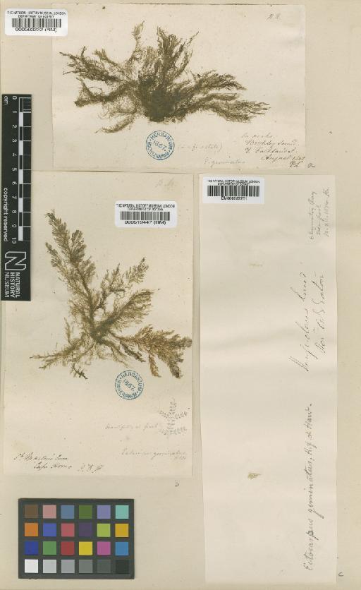 Ectocarpus geminatus Hook.f. & Harv. - BM000563232