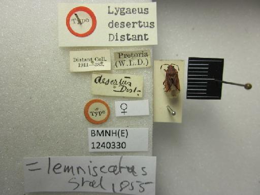 Lygaeus desertus Distant, 1892 - Lygaeus desertus-BMNH(E)1240330-Syntype female dorsal & labels