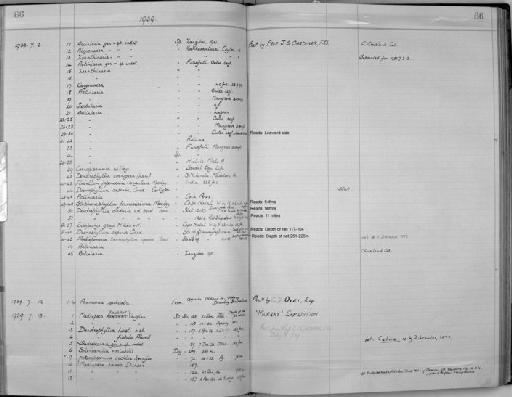 Heteropsammia ochlea Spengler - Zoology Accessions Register: Coelenterata: 1934 - 1951: page 66