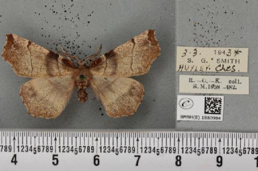 Selenia dentaria ab. braconieri Nordström, 1935 - BMNHE_1880984_446041