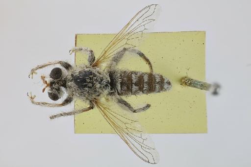 Dasythrix trianguligera Austen, 1914 - NHMUK013268533_Dasythrix_trianguligera_HT_Male_wholebody_dorsal.jpg
