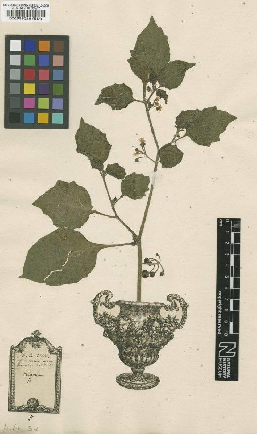 Solanum nigrum var. vulgare L. - BM000558026